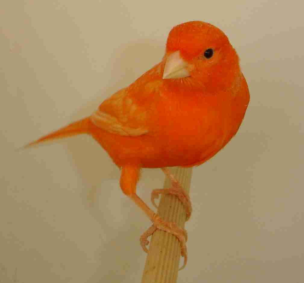 vermelho 2003