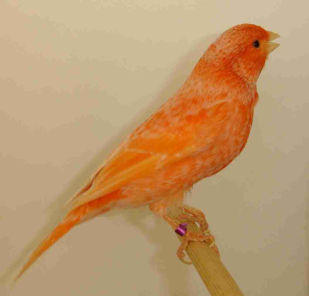 vermelho 2002