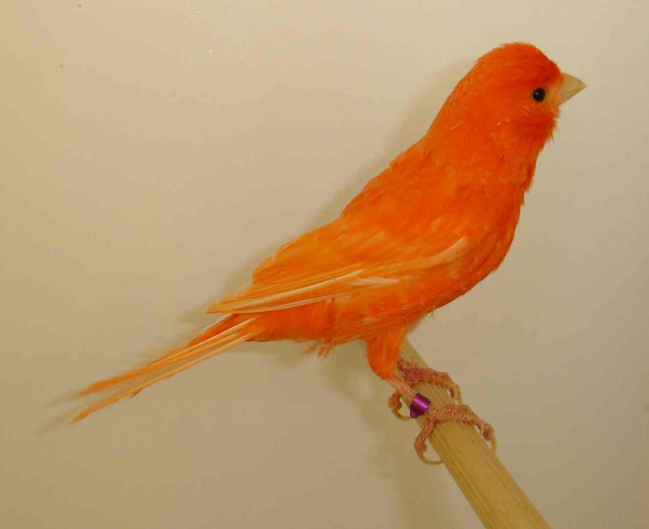 vermelho 2002