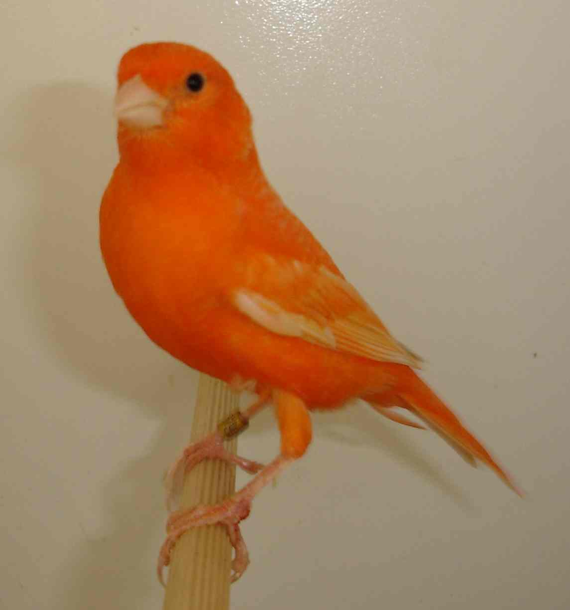 Vermelho 12