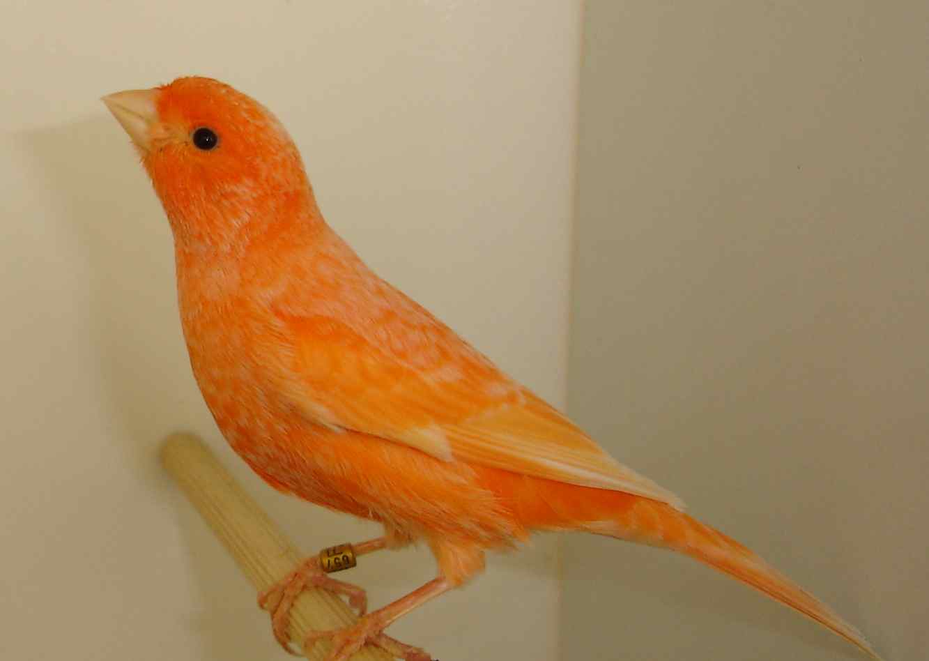 Vermelho 13