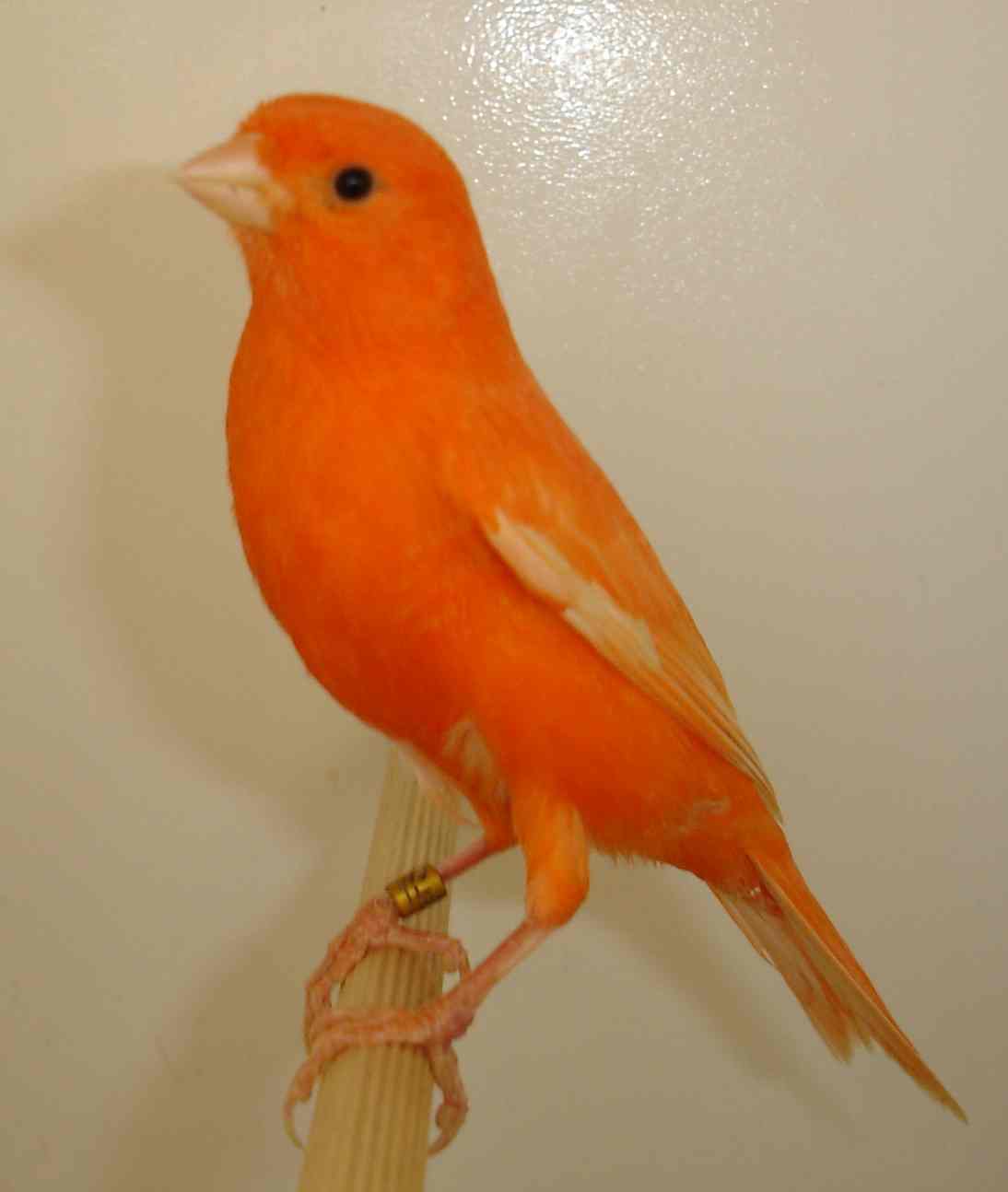 Vermelho 17