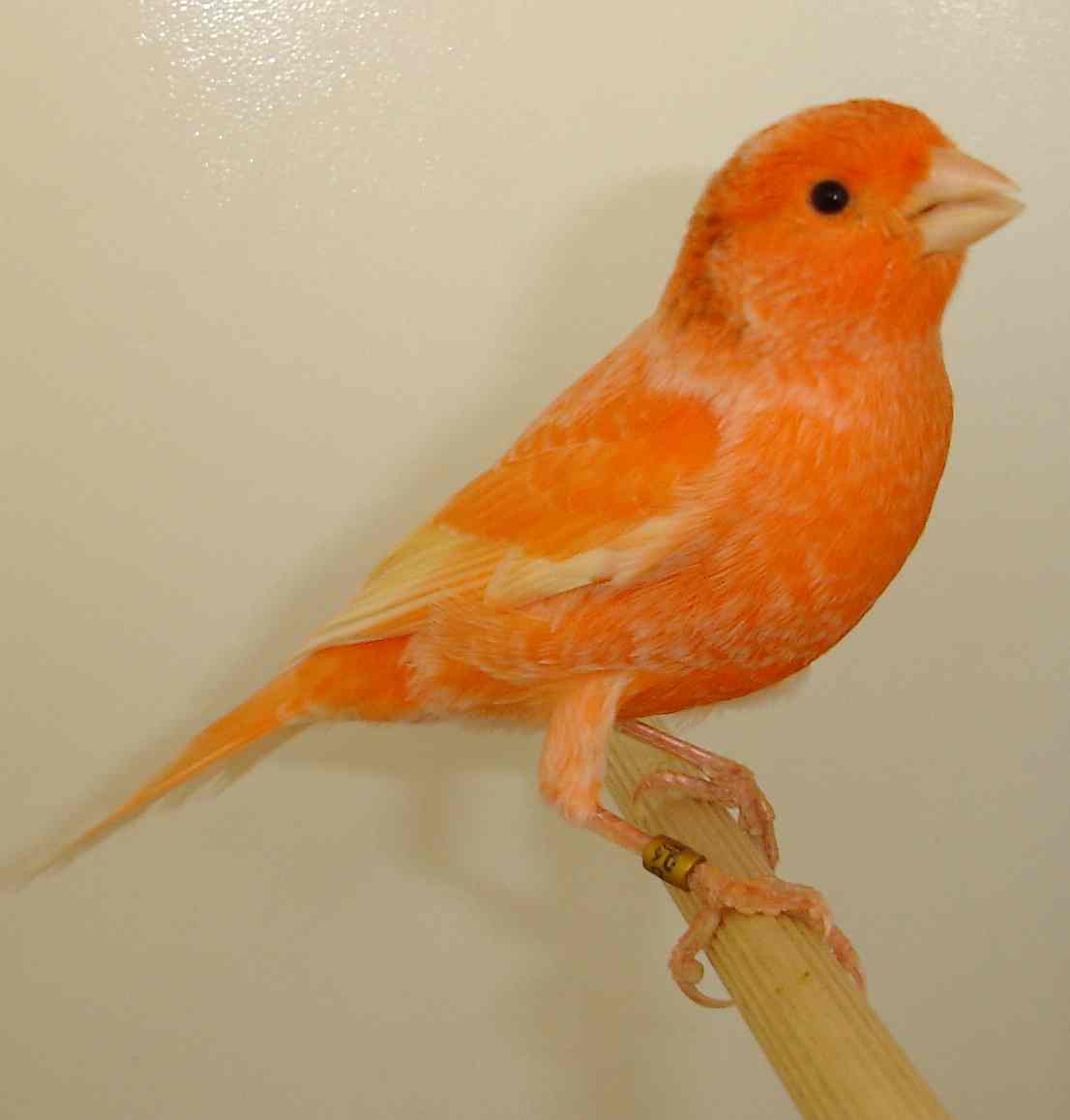 Vermelho 27