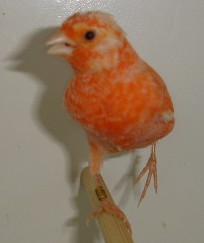 Vermelho 30