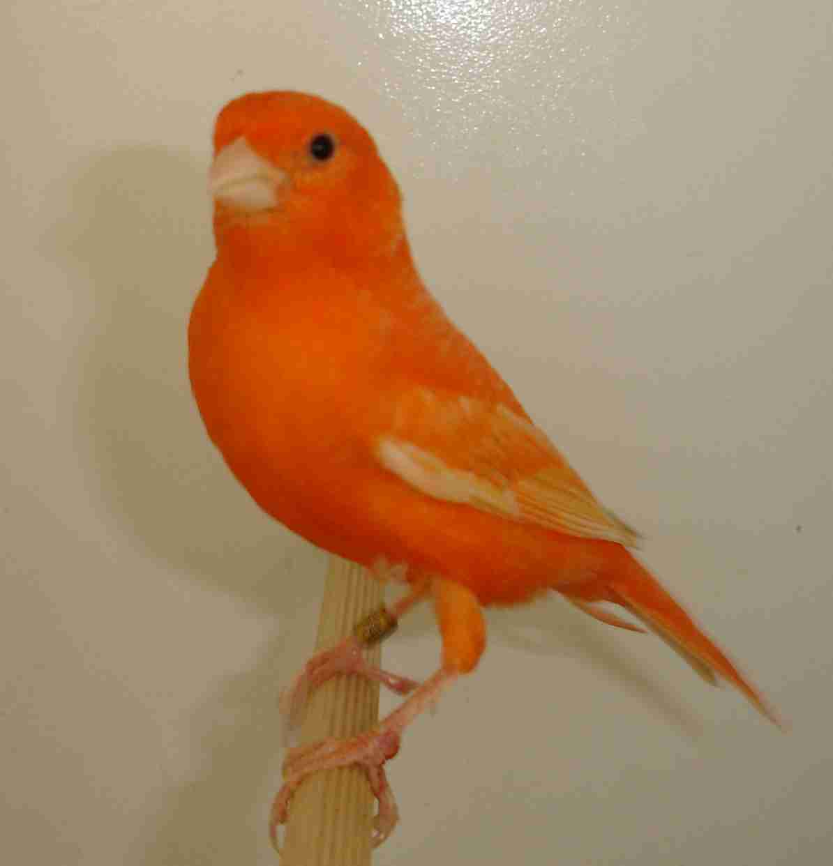 Vermelho 50