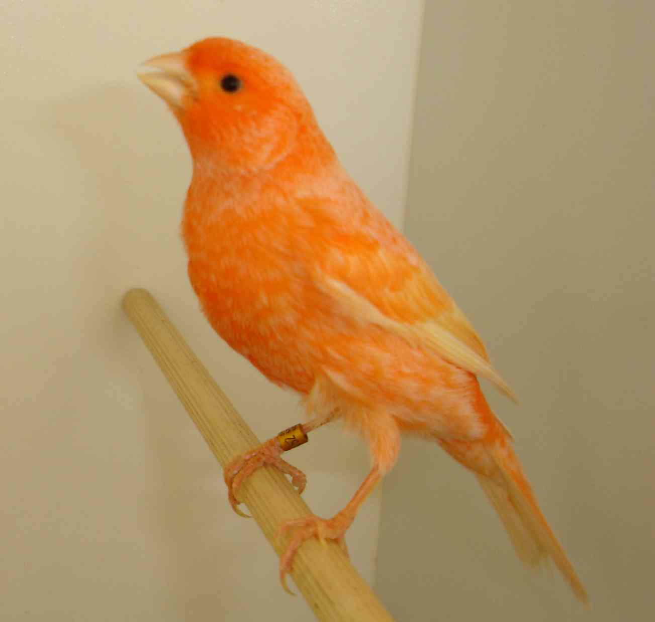 Vermelho 52