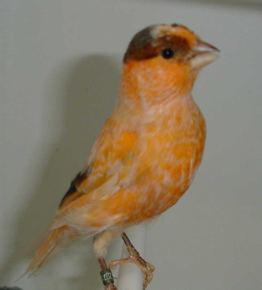 Macho 02