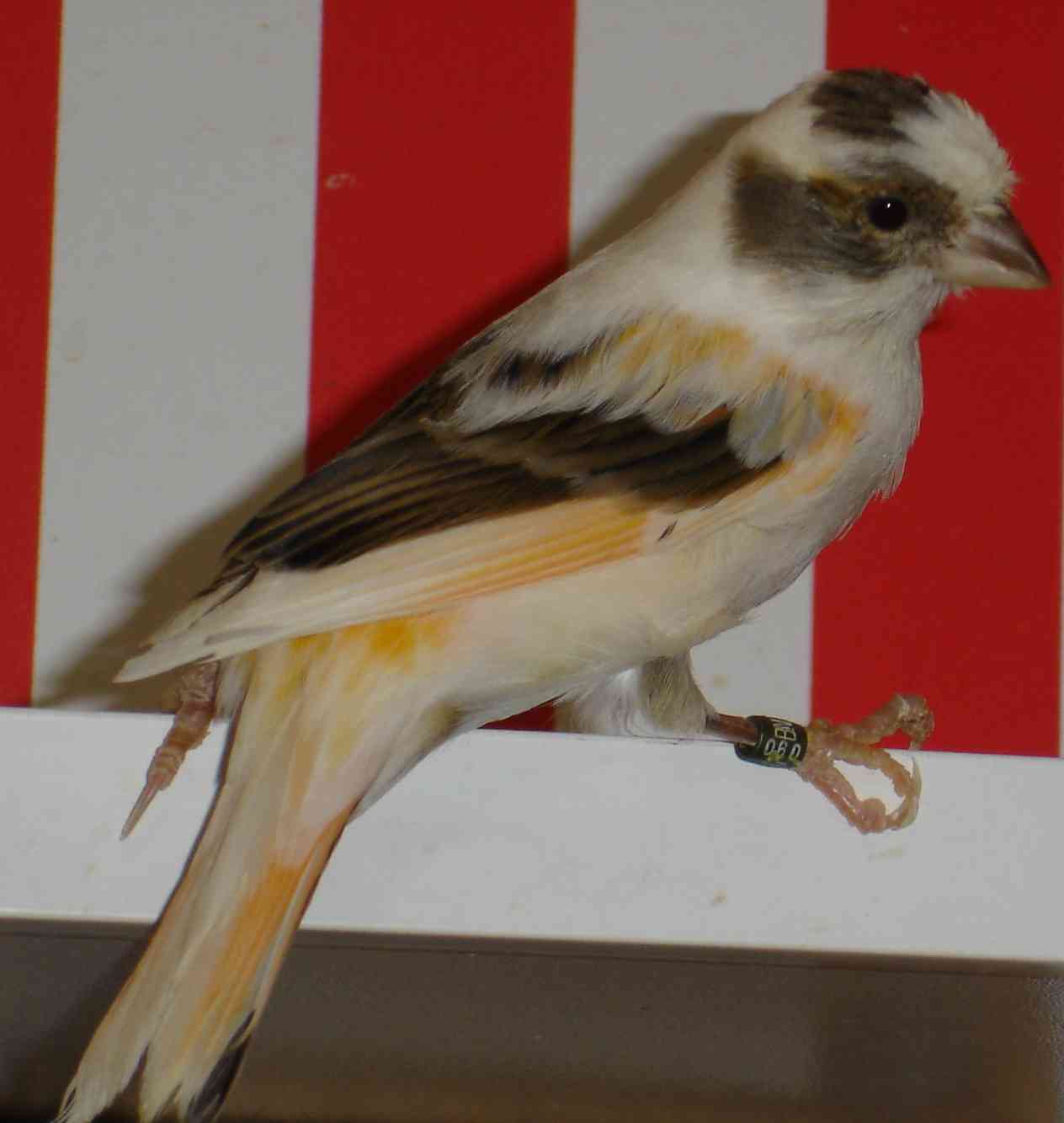 Fêmea 04