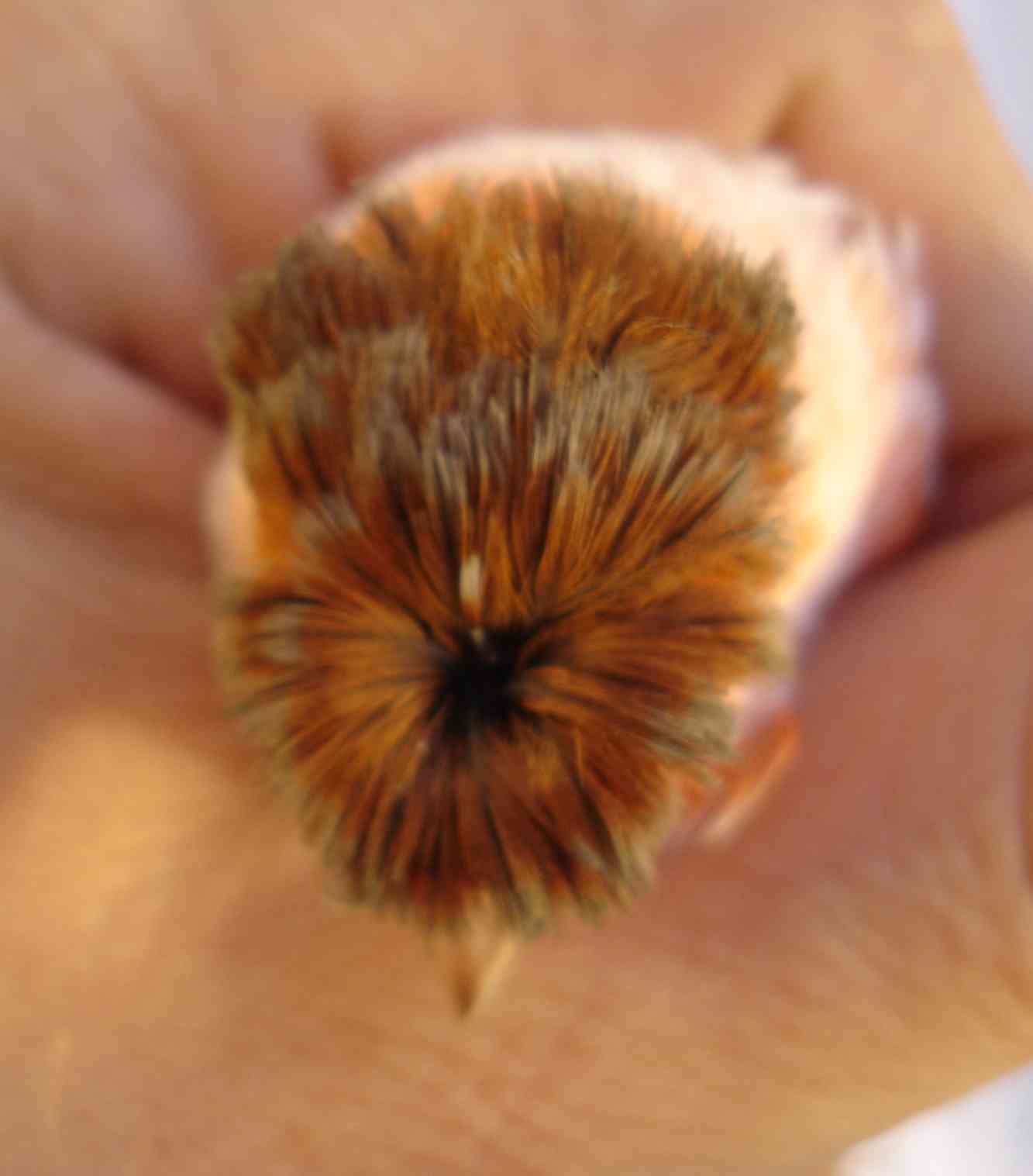 poupa