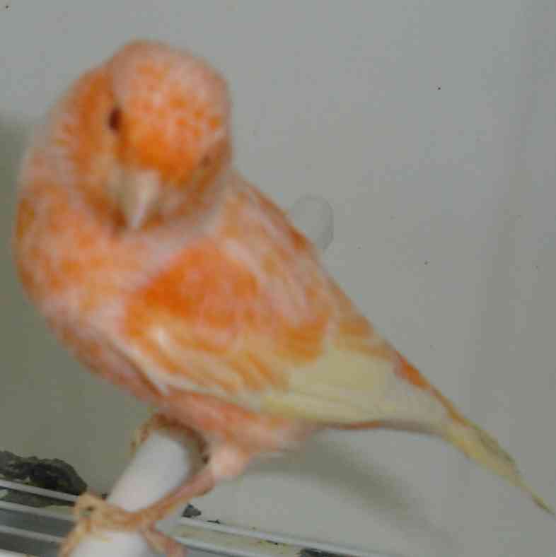 Macho sem an. 1