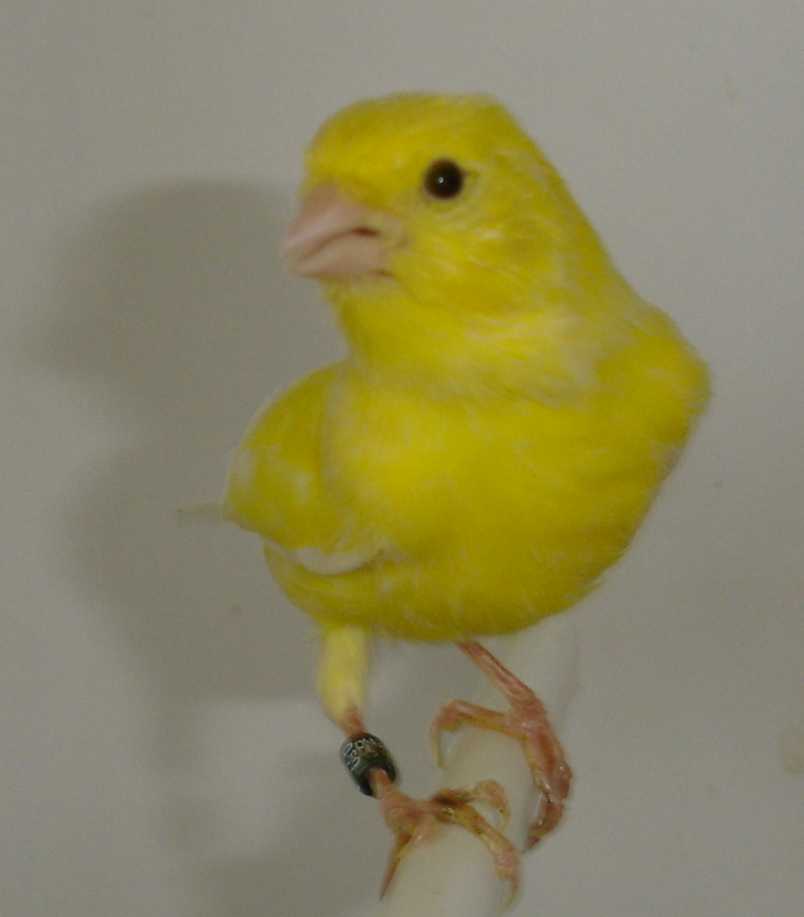 Macho 57