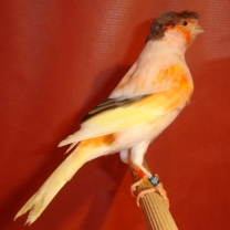 2008_16_2.jpg