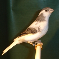 2008_17.jpg