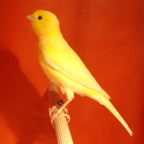 2008_97.jpg