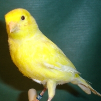 2008_81.jpg