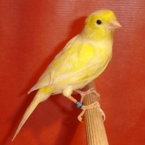 2008_93.jpg