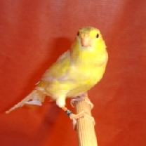 2008_117.jpg
