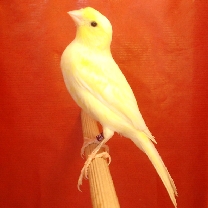 2009_52.jpg