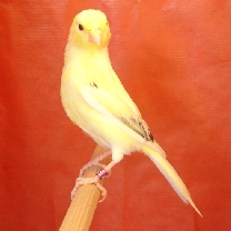 2009_62.jpg