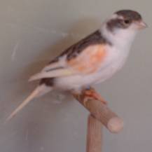 10_165_Caldeira.jpg