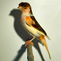 11_100_2.jpg