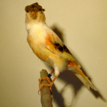 11_99_5.jpg