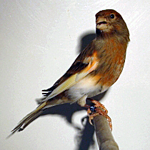 11_9A_2.jpg