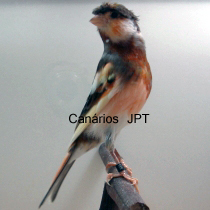 13_JP69.jpg