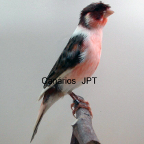 13_JP102.jpg