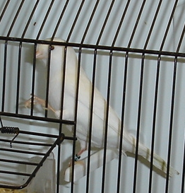 LIPOCROMO BRANCO