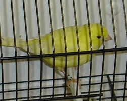 Lipocromo amarelo marfim