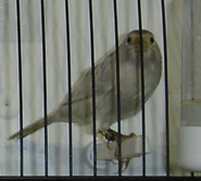 Negro e castanho opala branco