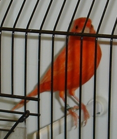 Lipocromo vermelho intensivo