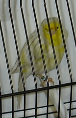 Ágata opala amarelo mosaico