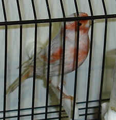 Ágata opala vermelho mosaico (macho)