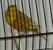 Phaéo amarelo
