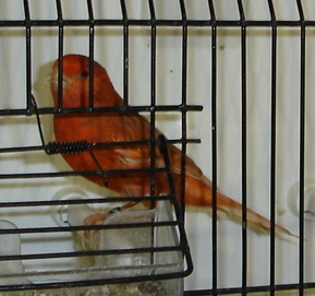 Phaéo vermelho