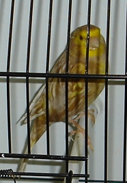 Phaéo amarelo mosaico
