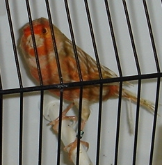 Phaéo vermelho mosaico