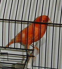 Lipocromo vermelho nevado