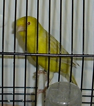 Satiné amarelo