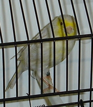 Satiné amarelo mosaico (macho)