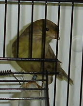 Onix amarelo