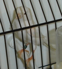 Lipocromo vermelho marfim