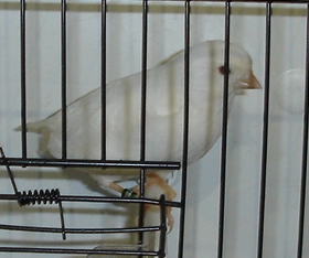 Albino