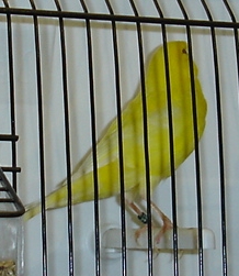 Lutino