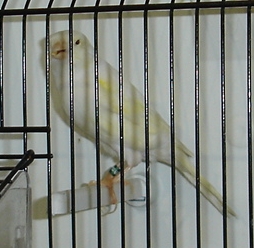 Lutino mosaico