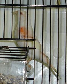 Rubino mosaico