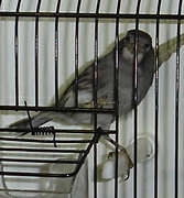 Negro branco