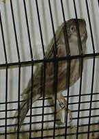 Castanho branco